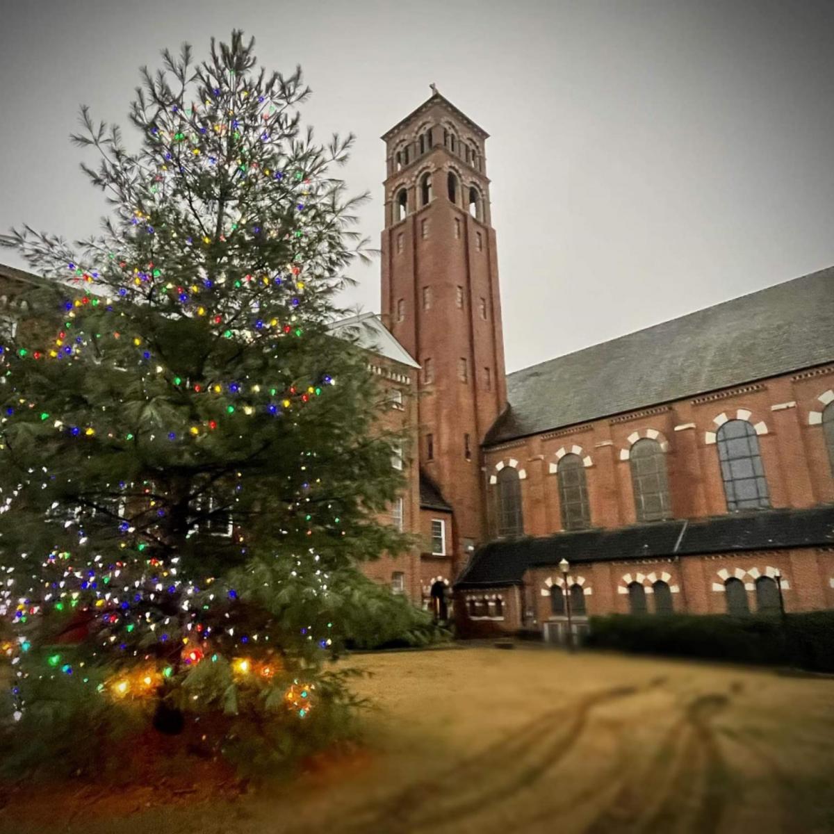 Tree on the Front Lawn